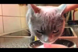 Funny animals pranks funny animals bbc