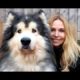 GIANT ALASKAN MALAMUTE DOGS / Animal Watch