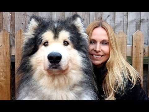 GIANT ALASKAN MALAMUTE DOGS / Animal Watch