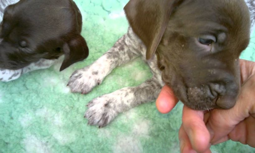 GSP puppies, cute puppies, GSP pups at 4 weeks.