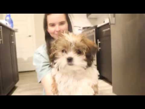 Gary The Puppy's First Hair Trim (Cutest Puppy's First Hair Trim)