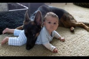 German Shepherd Protects Babies and Kids Compilation - The best Protection Dogs