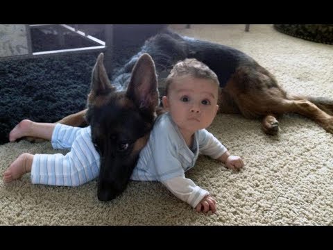 German Shepherd Protects Babies and Kids Compilation - The best Protection Dogs