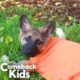 German Shepherd Puppy With Swimmer’s Syndrome Teaches Herself To Run | The Dodo Comeback Kids