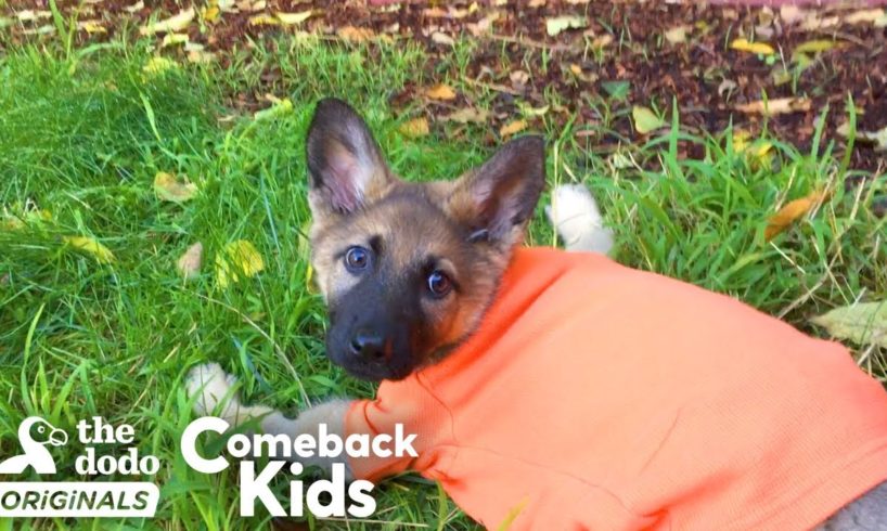 German Shepherd Puppy With Swimmer’s Syndrome Teaches Herself To Run | The Dodo Comeback Kids