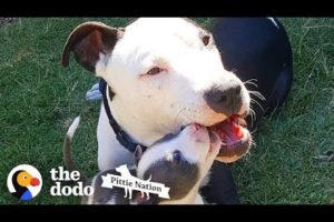 Giant Pit Bull Is in LOVE with Teeny Tiny Puppies | The Dodo Pittie Nation