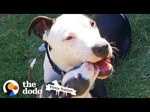 Giant Pit Bull Is in LOVE with Teeny Tiny Puppies | The Dodo Pittie Nation