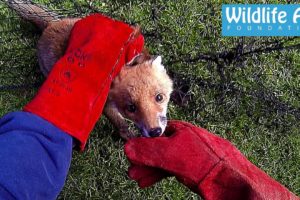 GoPro Animal Rescue - Fox Trapped in a Net