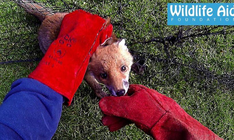 GoPro Animal Rescue - Fox Trapped in a Net