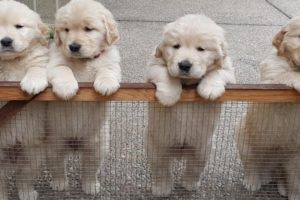 Golden Retriever Puppies Doing Cute Things - Cute Puppies Doing Funny Things - Puppies TV