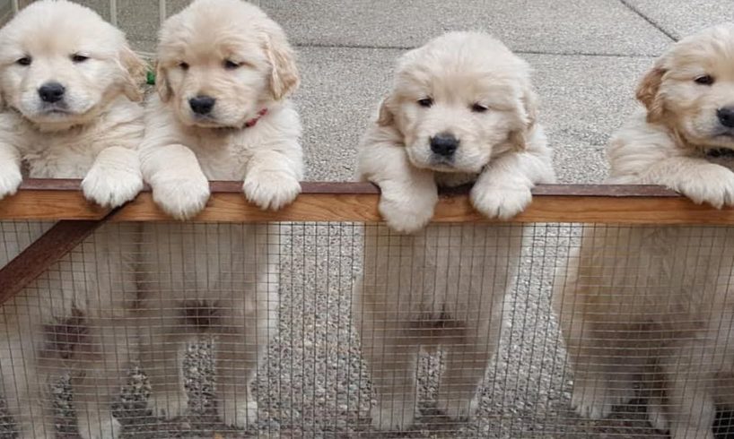 Golden Retriever Puppies Doing Cute Things - Cute Puppies Doing Funny Things - Puppies TV