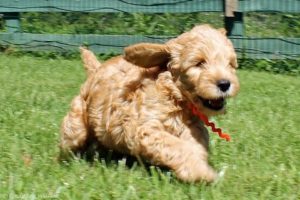 Goldendoodle Puppies - 7 Weeks Old - CUTE Explosion!  Playing in the grass and having fun!