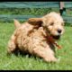 Goldendoodle Puppies - 7 Weeks Old - CUTE Explosion!  Playing in the grass and having fun!