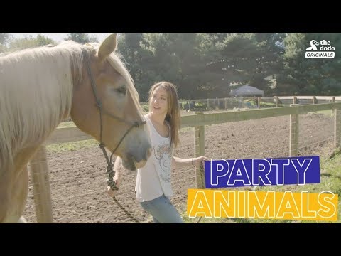 Grandpa Waffles The Rescue Horse Gets SPOILED For His Rescue Anniversary | The Dodo Party Animals