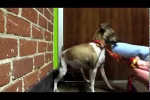 Great Animal rescues, love them as our own.