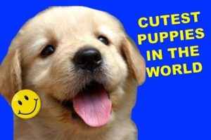HAPPY VIDEO: Cutest puppies in the world! (Videos to make you happy)