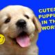 HAPPY VIDEO: Cutest puppies in the world! (Videos to make you happy)