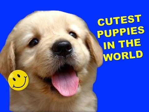 HAPPY VIDEO: Cutest puppies in the world! (Videos to make you happy)