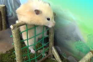 Hamster takes on the Military Obstacle Course!