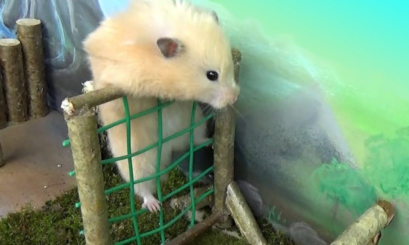 Hamster takes on the Military Obstacle Course!