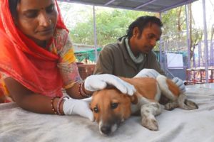 Happiest little hurt angel unable to walk rescued