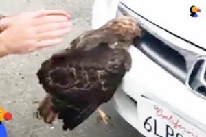 Hawk Stuck In Car Grille Was So Glad Someone Helped Him Escape | The Dodo