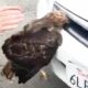 Hawk Stuck In Car Grille Was So Glad Someone Helped Him Escape | The Dodo
