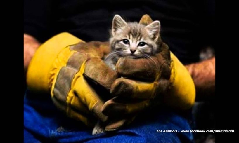 Heartwarming Animal Rescues