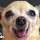 Here’s Why You Should Adopt a Senior Dog | The Dodo