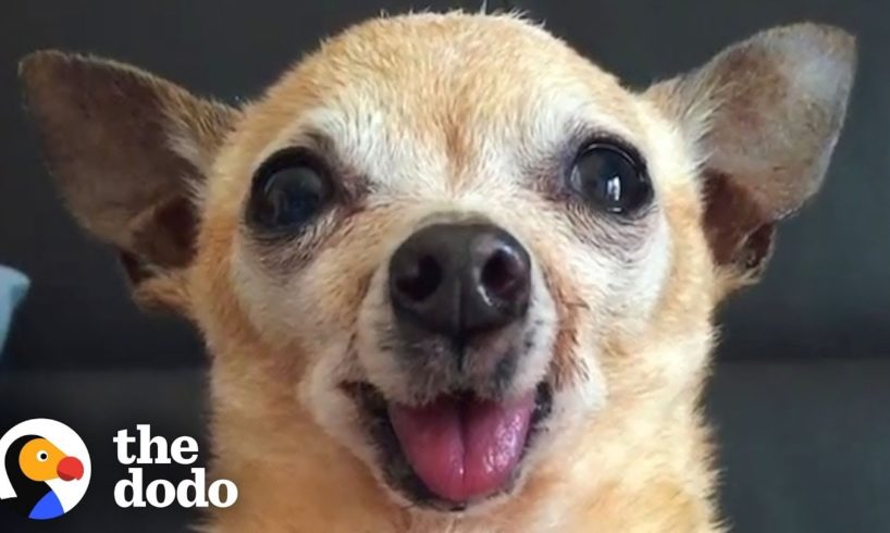 Here’s Why You Should Adopt a Senior Dog | The Dodo