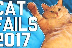 Hilarious Cat Fails (April 2017)