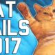 Hilarious Cat Fails (April 2017)