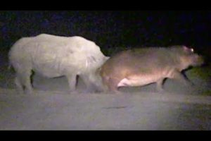 Hippo Learns Lesson From Rhinos