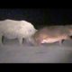Hippo Learns Lesson From Rhinos