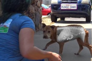 Homeless dog was so hungry he ate rocks!  Thanks to your support, we saved his life!