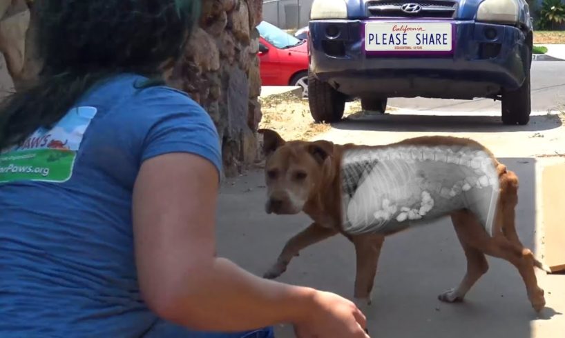 Homeless dog was so hungry he ate rocks!  Thanks to your support, we saved his life!