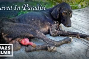 Hope For Dogs Save Hundreds of Dogs - Snipped In Paradise *FULL MOVIE*