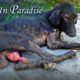 Hope For Dogs Save Hundreds of Dogs - Snipped In Paradise *FULL MOVIE*