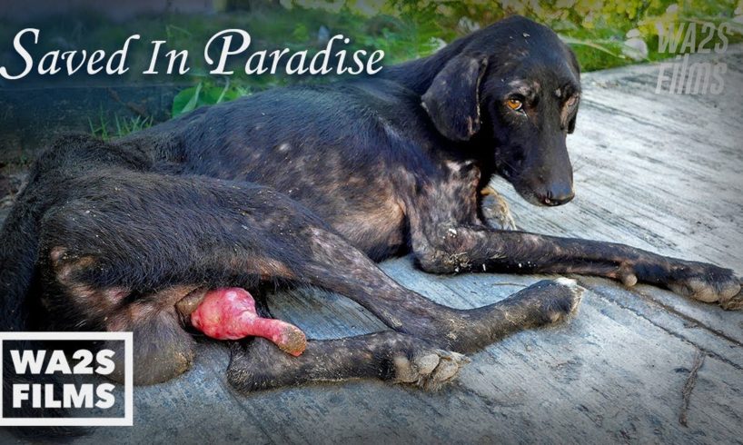 Hope For Dogs Save Hundreds of Dogs - Snipped In Paradise *FULL MOVIE*