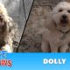 Hope For Paws: A severely matted poodle gets rescued and then makes a transformation of a lifetime!