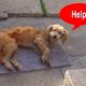 Hope For Paws: Stray dog walks into a yard and then collapses...