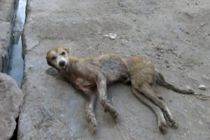 Hopeless wounded dog dying on side of street rescued