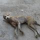 Hopeless wounded dog dying on side of street rescued