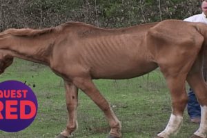 Houston SPCA Rescues 5 Emaciated Horses! | Animal Cops Houston