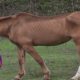 Houston SPCA Rescues 5 Emaciated Horses! | Animal Cops Houston
