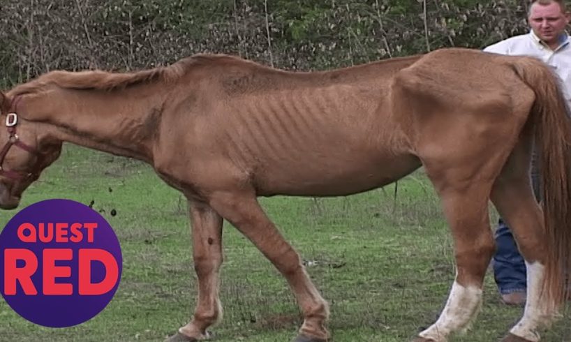 Houston SPCA Rescues 5 Emaciated Horses! | Animal Cops Houston