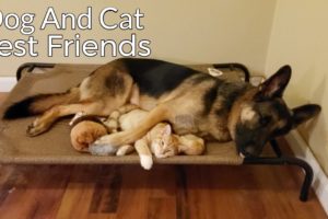 How a German Shepherd and a Kitten Became Best Friends