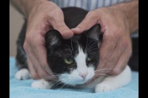 How to pick up a cat like a pro - Vet advice on cat handling.