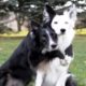Hugging Rescue Dogs Get Cutest New Brother | The Dodo