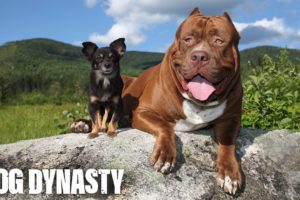 Hulk & The Chihuahua With The Pit Bull Attitude | DOG DYNASTY